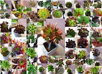 67a21eab-aeonium id.jpg